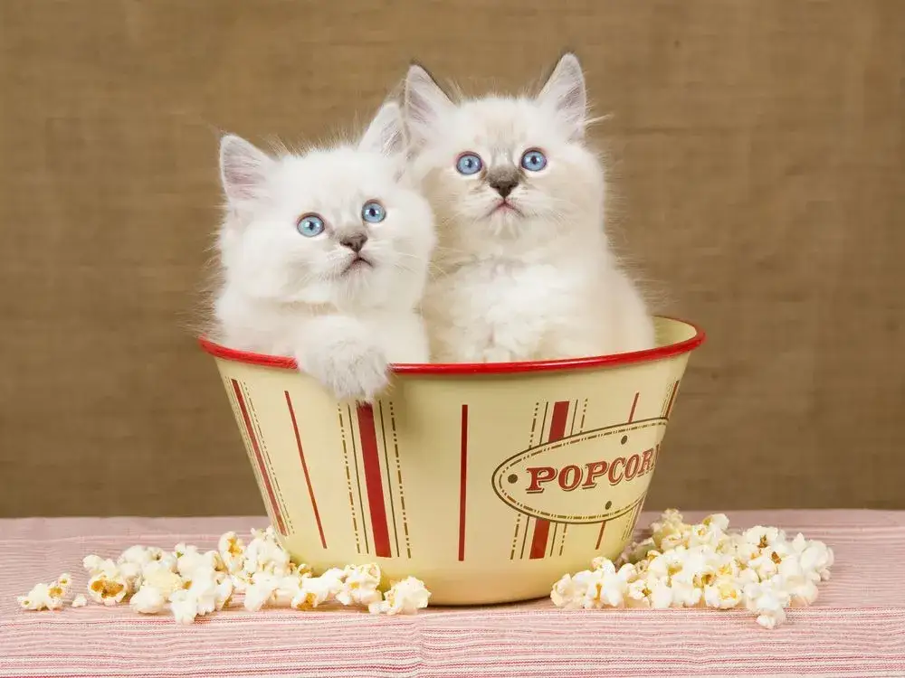Czy koty mogą jeść popcorn? Sprawdź, dlaczego to niebezpieczne dla nich