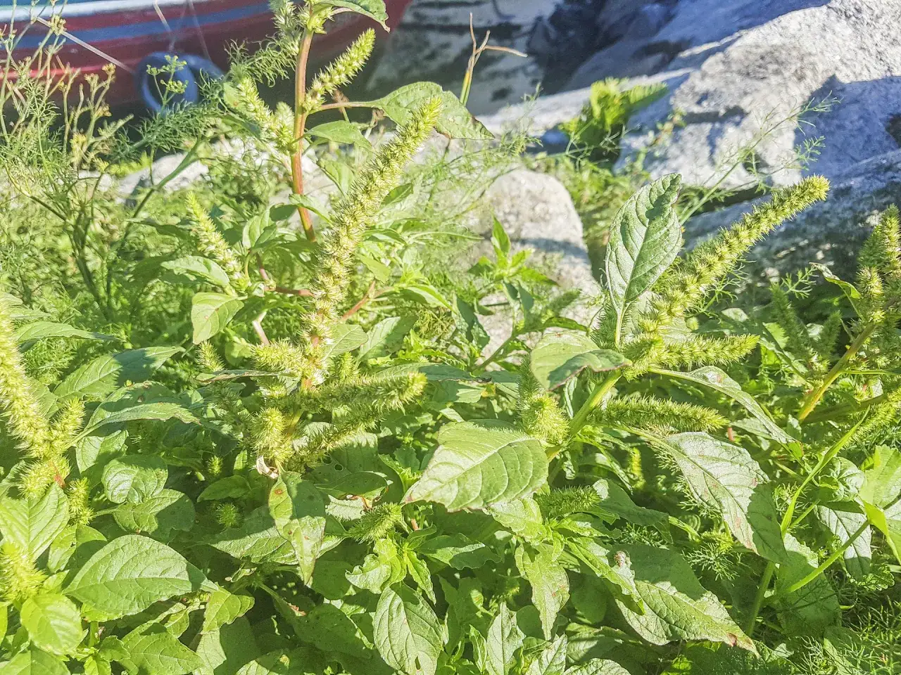 Szarozielony chwast? Odkryj komosę białą i pozbądź się jej!