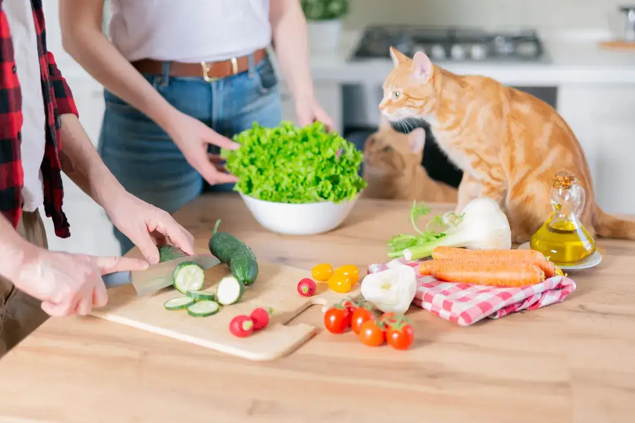 Pomarańczowy kotek obserwuje, czy koty mogą jeść marchewkę, podczas gdy ludzie kroją warzywa na sałatkę.