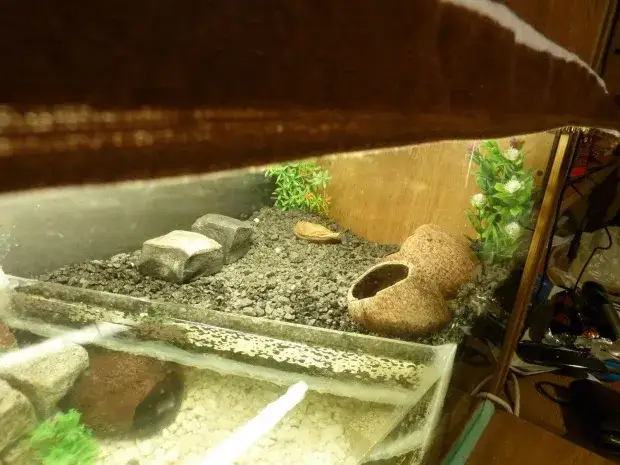 Jak urządzić akwarium dla kraba, aby zapewnić mu idealne warunki