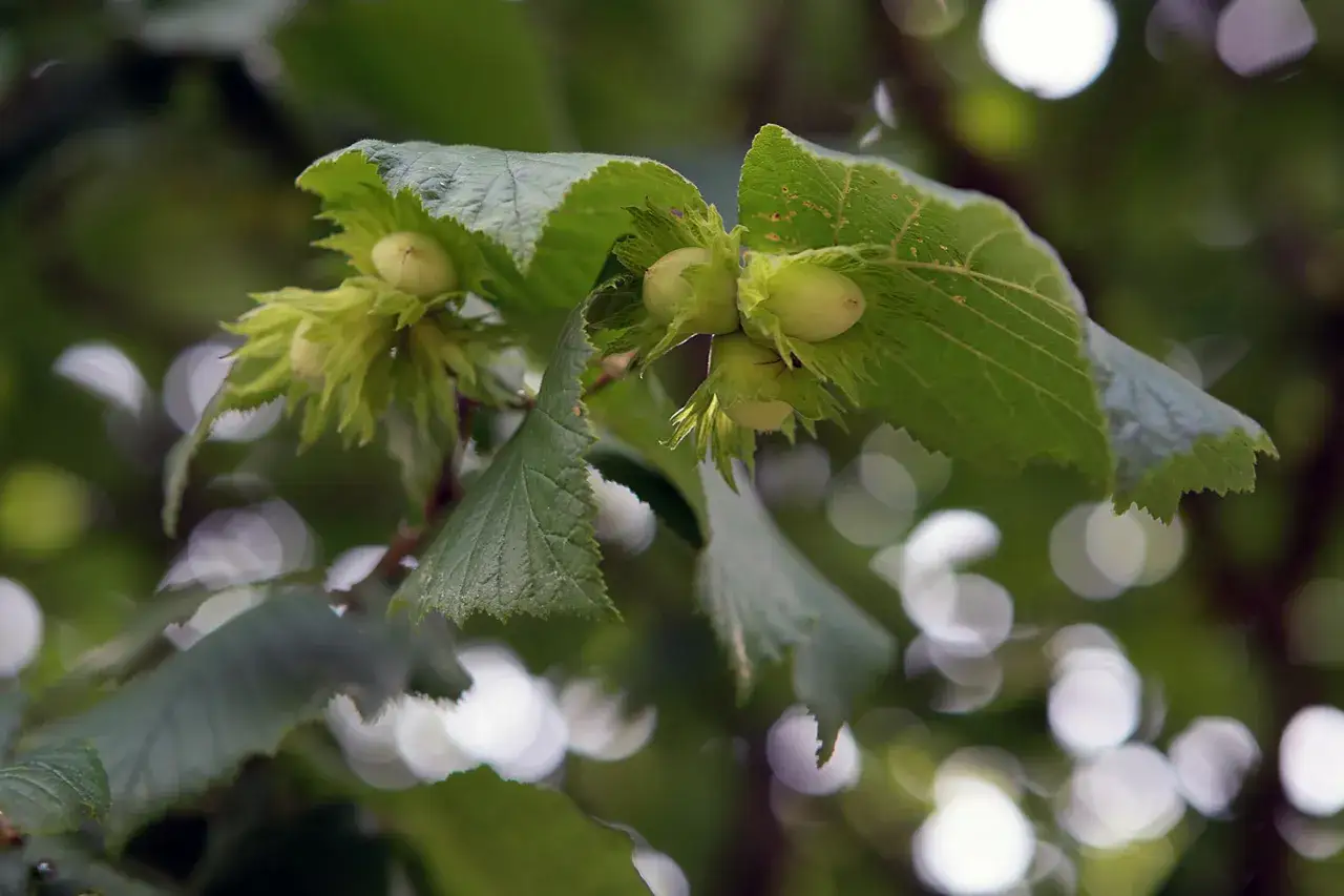 Zielona plantacja orzecha laskowego. Młode orzechy laskowe dojrzewają na gałęziach, otoczone liśćmi.