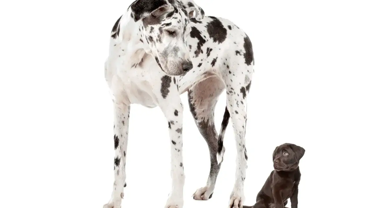 Ile powinien przybierać na wadze szczeniak, aby uniknąć problemów zdrowotnych?