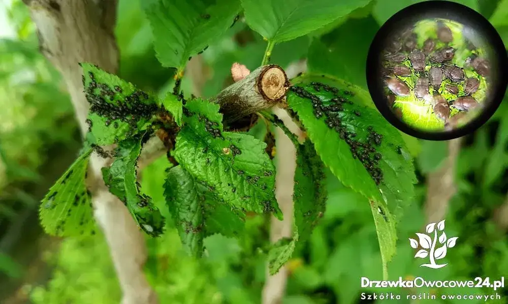 Jak rozmnażają się mszyce? Szokujące metody i ich konsekwencje