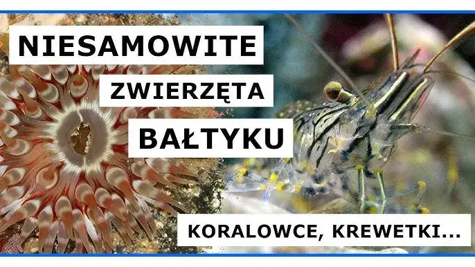 Jakie zwierzęta żyją w Bałtyku? Odkryj ich fascynujące gatunki