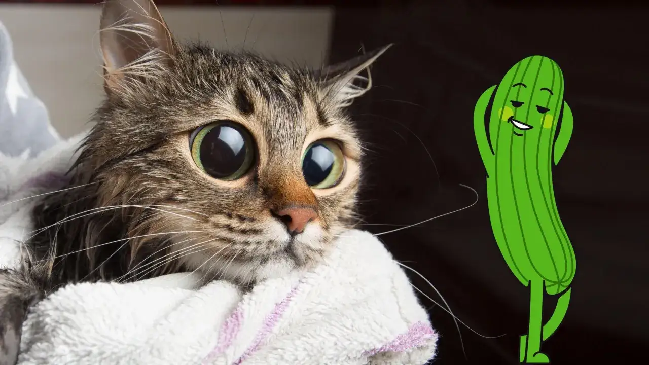 Przerażony kot w ręczniku patrzy na kreskówkowego ogórka.