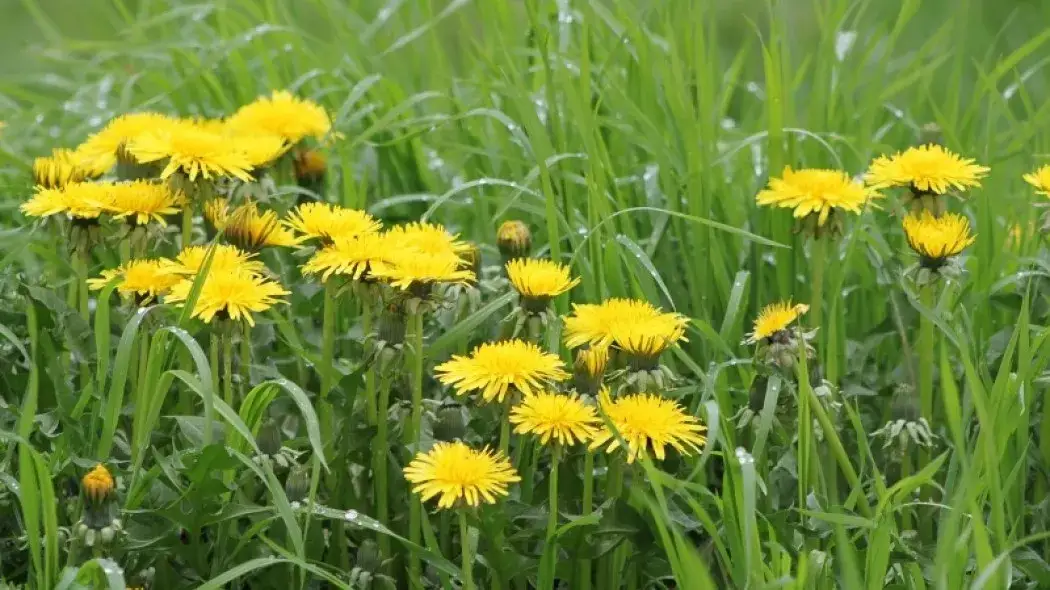 Żółte chwasty: Jak rozpoznać i skutecznie zwalczać? Poradnik