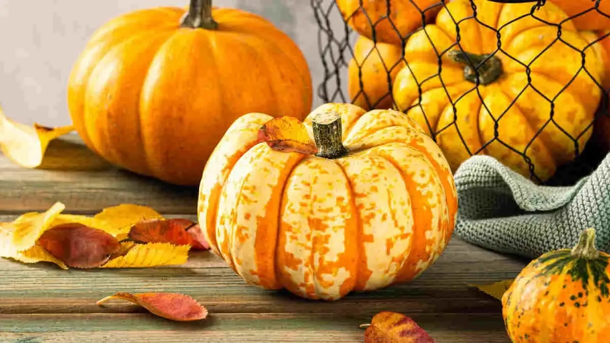 Sezon na dynie: kiedy trwa i jak go najlepiej wykorzystać