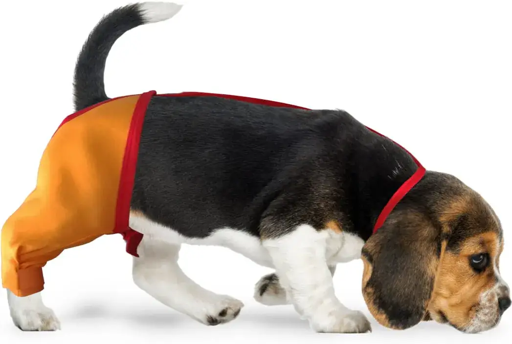 Opokan dla psa ile razy dziennie - uniknij niebezpiecznych błędów