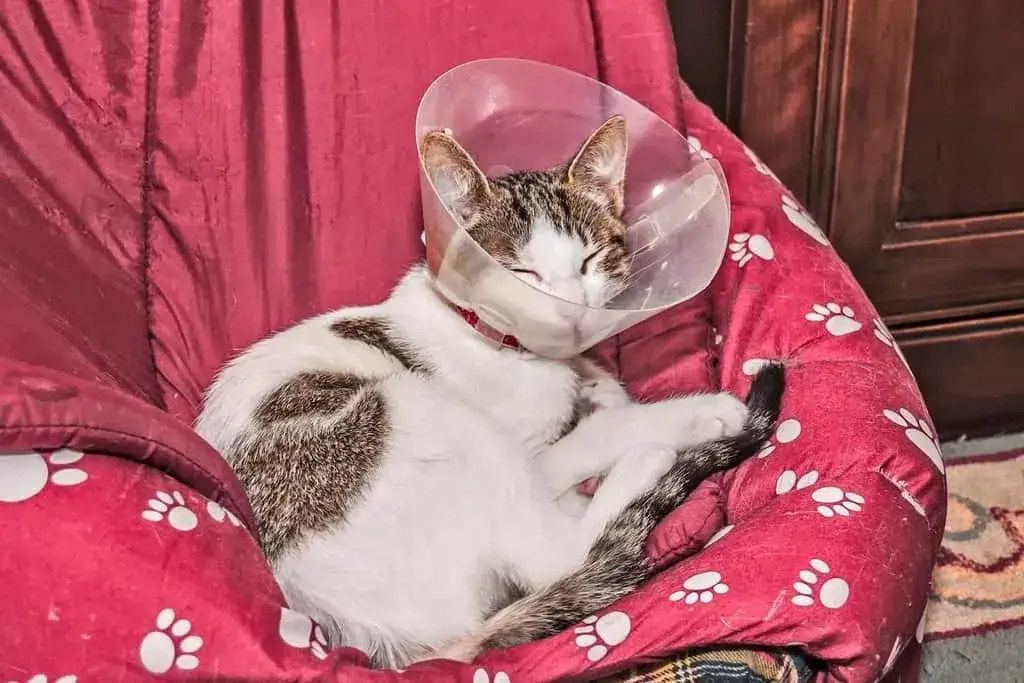 Kiedy najwcześniej sterylizować kotkę? Bezpieczne wskazówki dla właścicieli