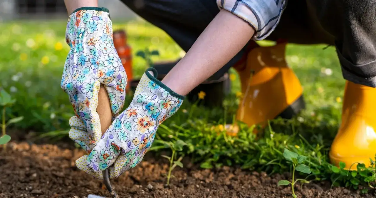 Kiedy skopać działkę na zimę, aby uniknąć problemów z glebą?