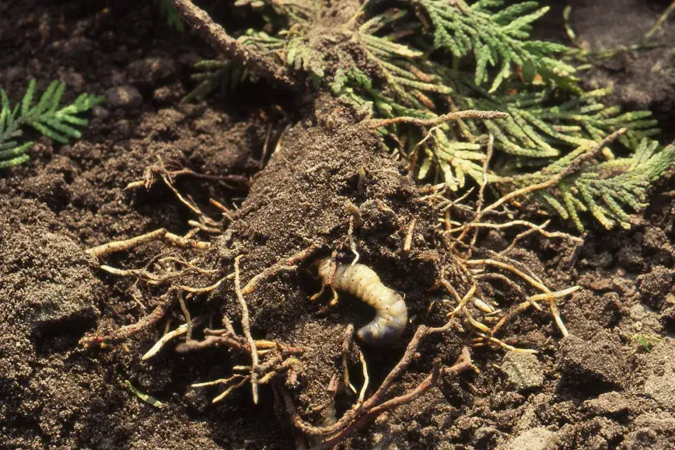 Skuteczne zwalczanie mokrzycy: uniknij strat w uprawach warzyw