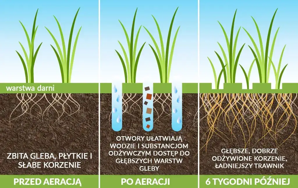 Jak siać trawę? Krok po kroku do gęstego i zdrowego trawnika