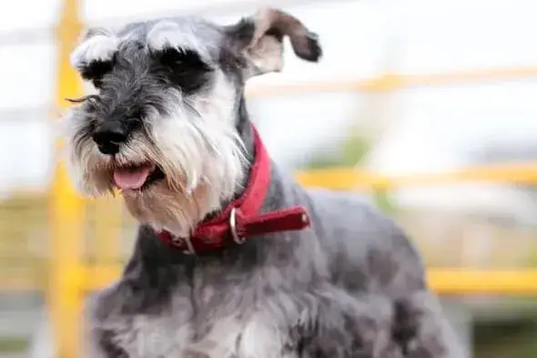 Jack Russell Terrier: ma włosy czy sierść? Poznaj różnice i pielęgnację