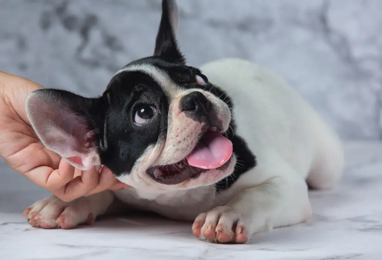 Karmy dla każdego psa