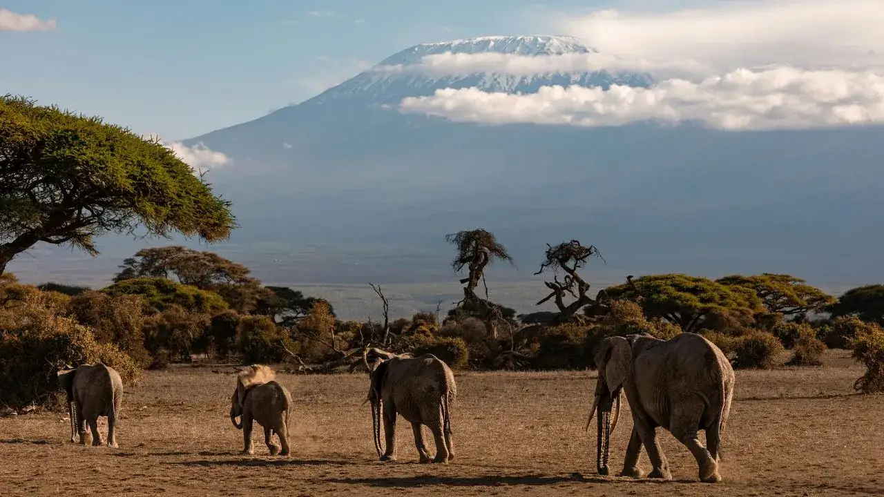 Gdzie na wakacje w Afryce? Safari, plaże i praktyczne porady