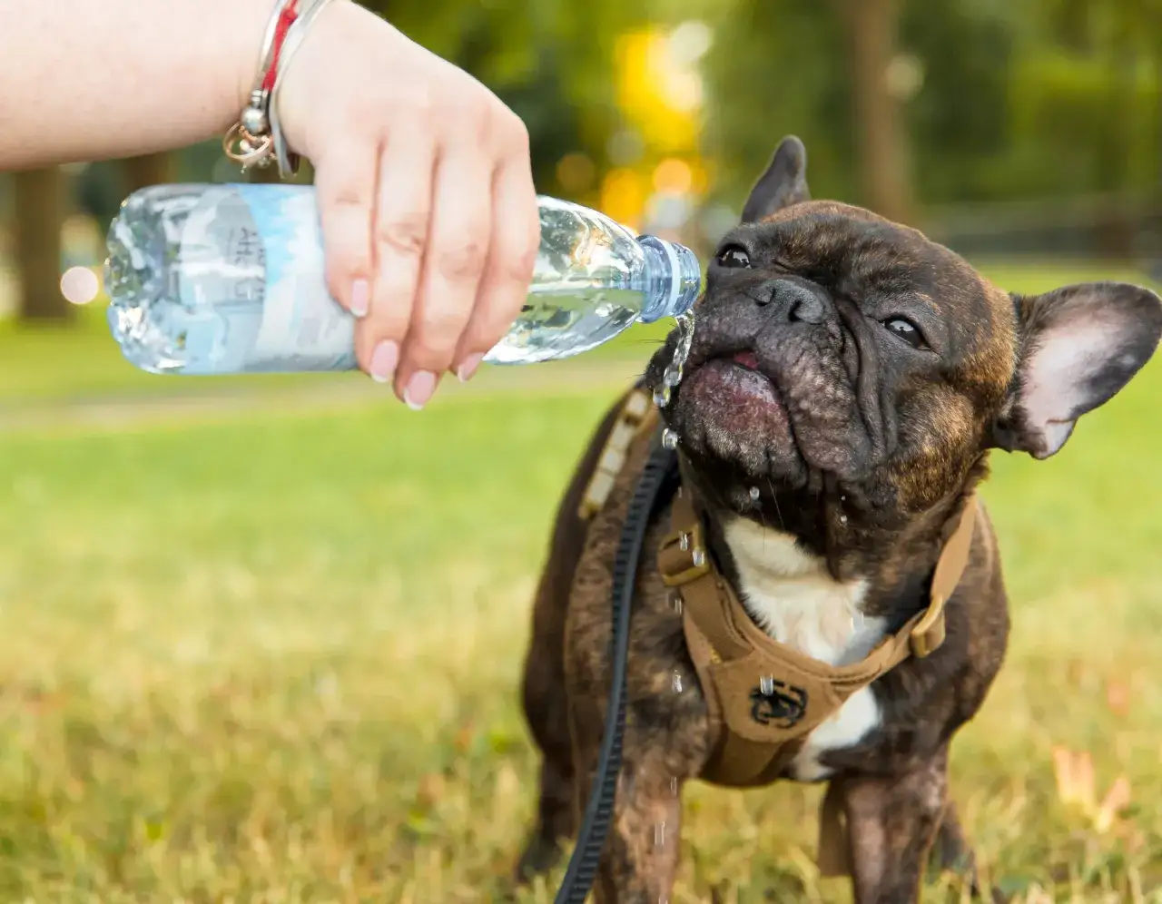 Ile wody dla szczeniaka? Poznaj objawy i zadbaj o jego zdrowie