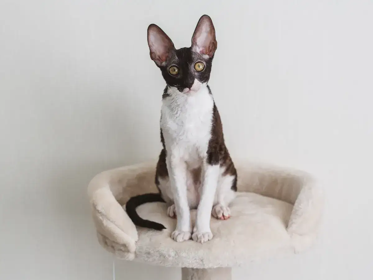Cornish Devon Rex - różnice, cechy i opieka nad tymi rasami kotów