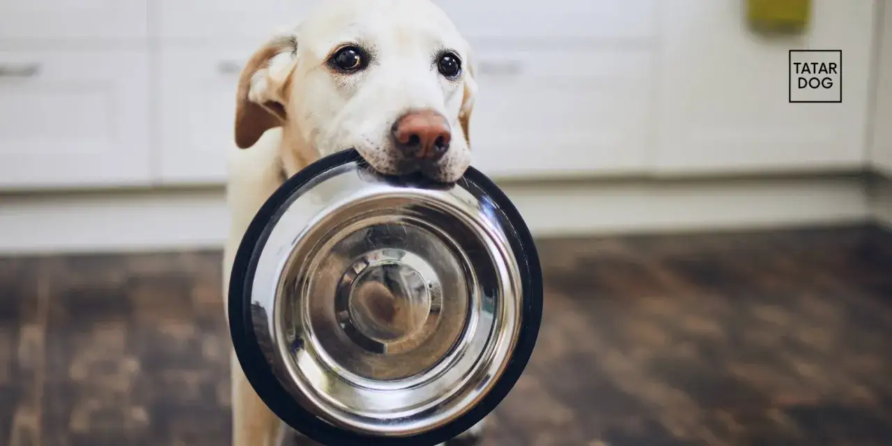 Dieta dla psa seniora: Co gotować, by był zdrowy i szczęśliwy?