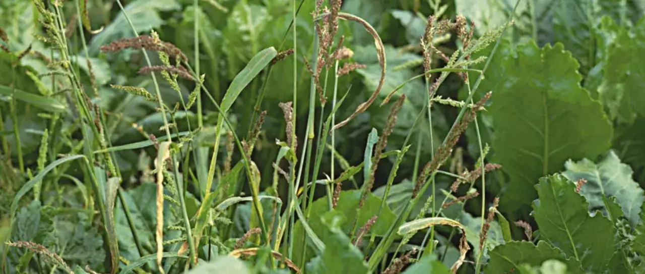 Gęsta trawa z kłoskami i dużymi zielonymi liśćmi.