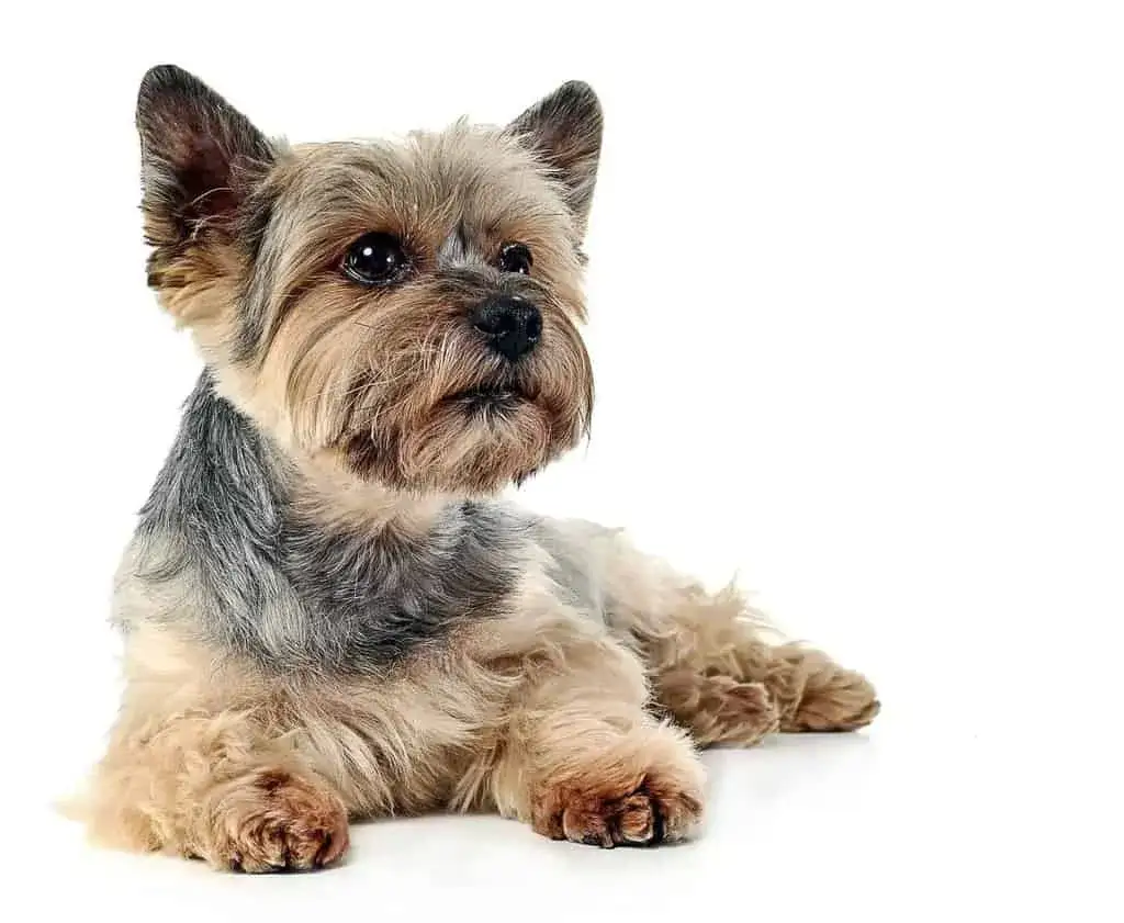 Czy yorki mają sierść? Odkryj prawdę o ich wyjątkowej okrywie