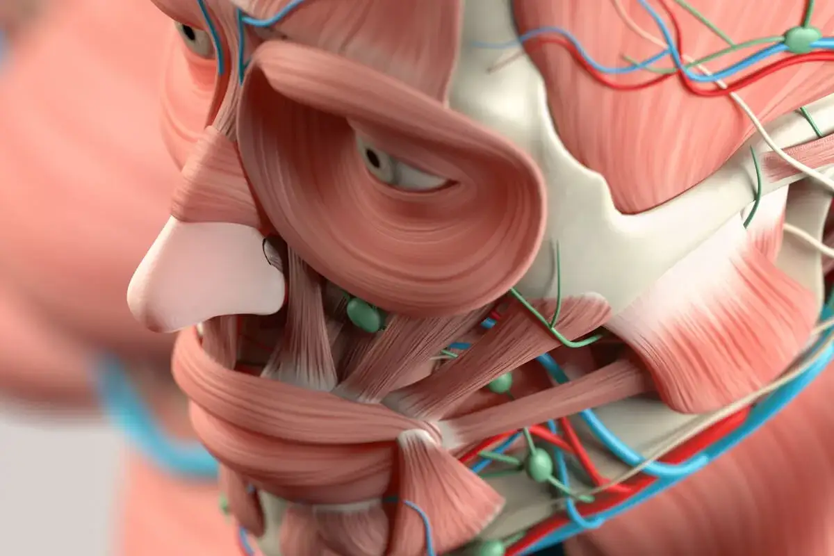 Anatomía detallada de los músculos, vasos sanguíneos y ganglios linfáticos de la cara.