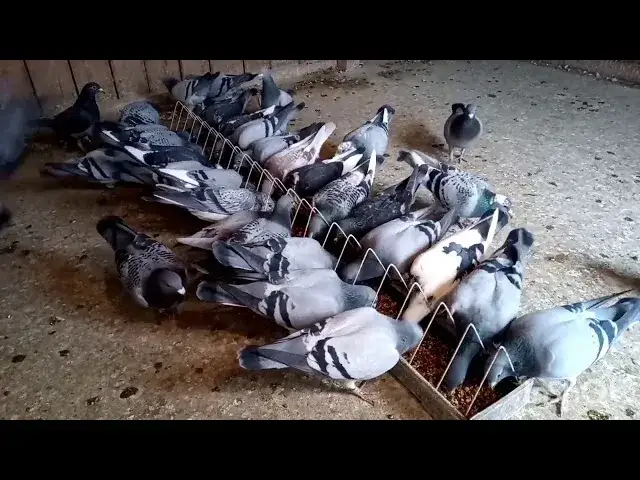 Kiedy odrobaczać gołębie, aby zapewnić im zdrowie i witalność?