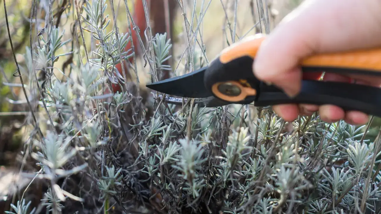 Dłoń przycina gałązki lawendy sekatorami.