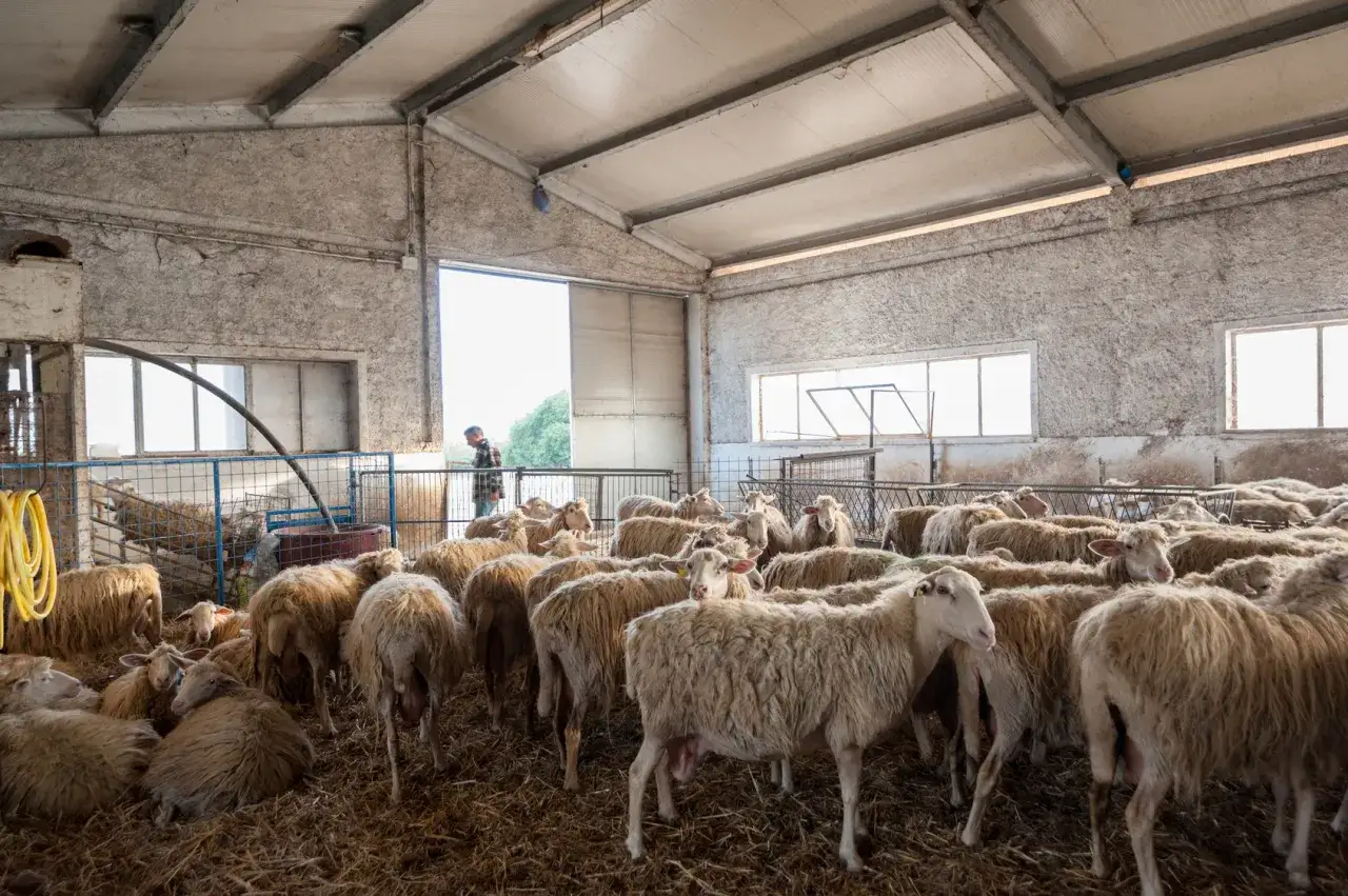 Stado owiec w oborze, gotowych do dojenia. Zastanawiasz się, ile mleka daje owca?