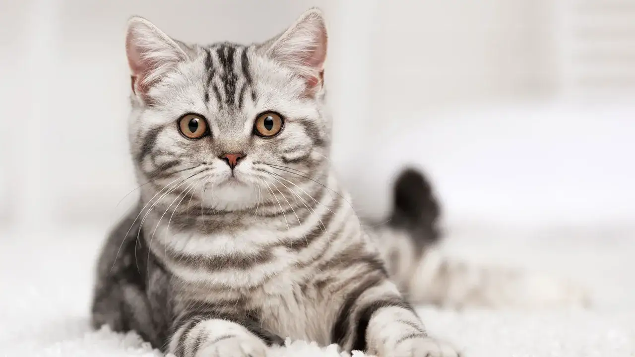 Srebrzysty kotek z pręgowanym futerkiem, z zaciekawieniem patrzy w obiektyw. Ciekawe, ile to ludzkich lat ma ten słodki zwierzak?