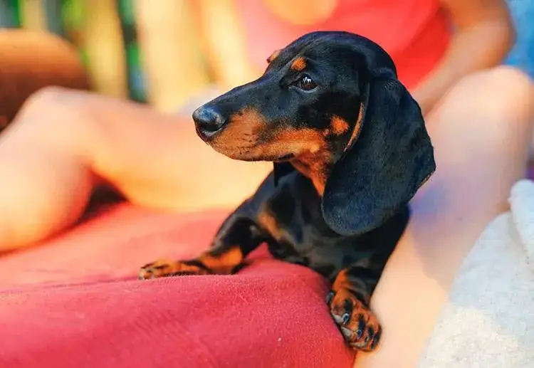 Żarty o jamnikach: Rozbawią Cię do łez!