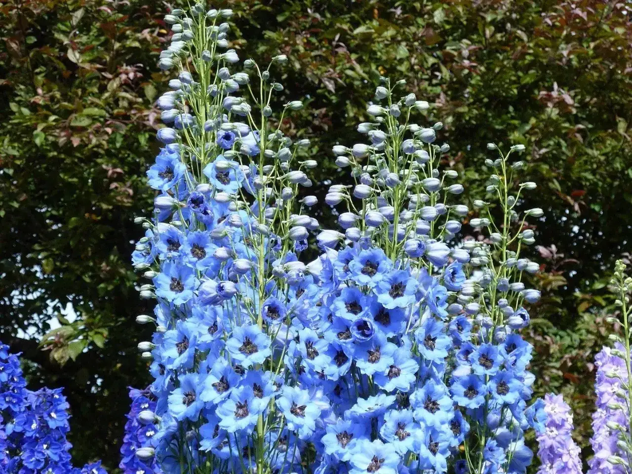 Niebieskie kwiaty ostróżki, idealne kwiaty wieloletnie do ogrodu bez wykopywania, tworzą piękne, wysokie kłosy na tle zieleni.