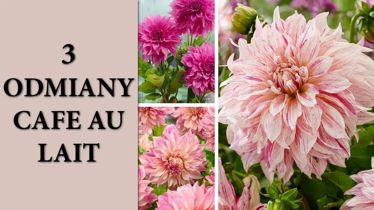 Dalie: jak uprawiać krok po kroku? Sekrety bujnego kwitnienia