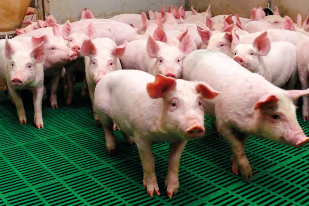 Stado młodych świń na zielonej kratce. Zastanawiasz się, ile rośnie świnia? Te prosiaki szybko nabierają masy.