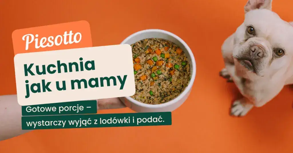 Czy kocia karma szkodzi psu? Fakty i porady eksperta.