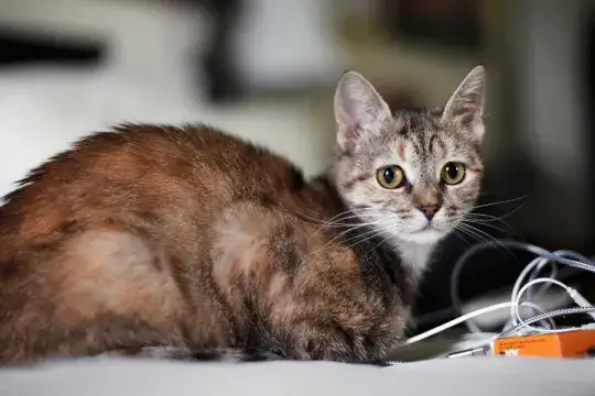 Czy koty mogą jeść czekoladę? Oto, co musisz wiedzieć o ich zdrowiu