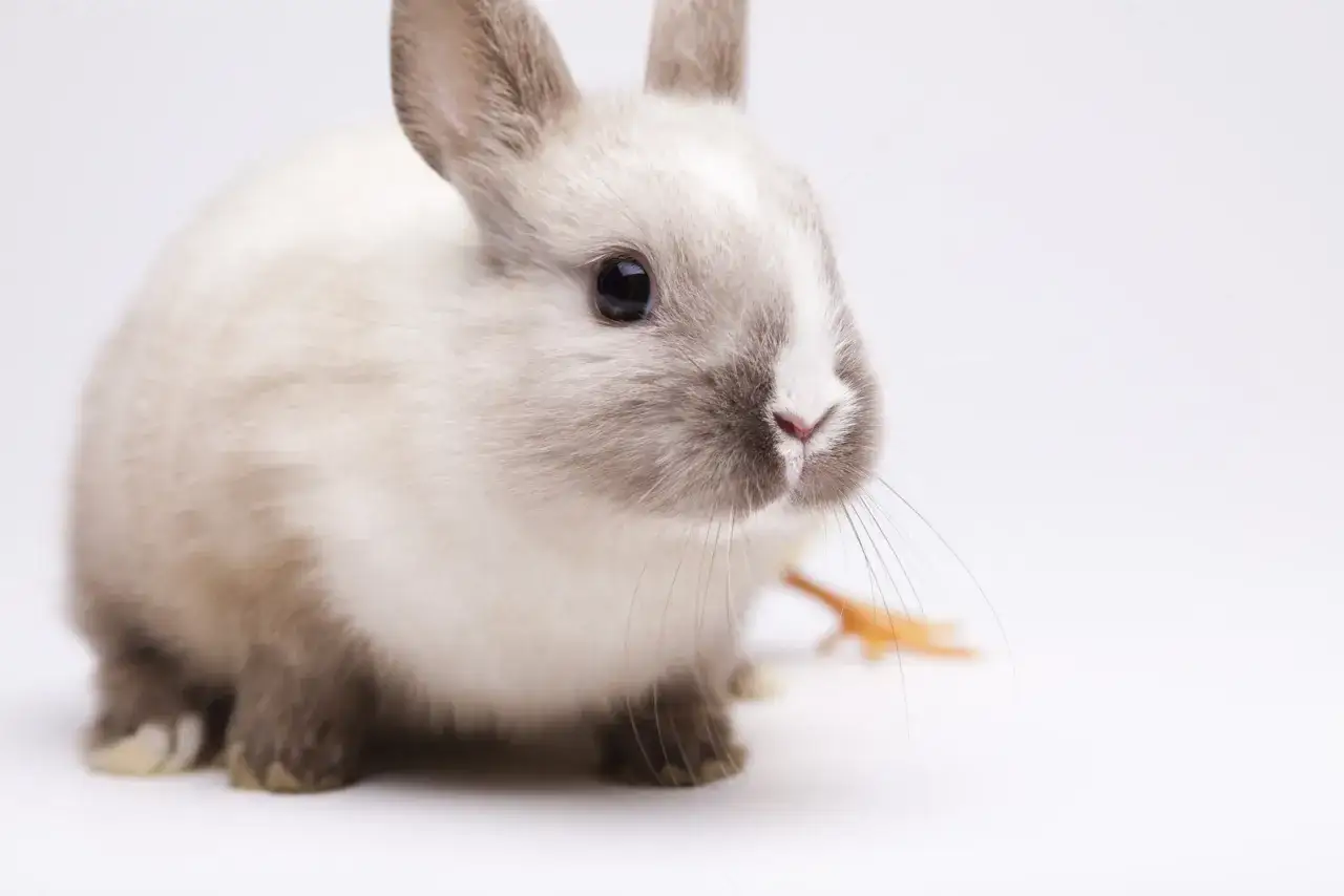 Uroczy, jasny królik z dużymi oczami na białym tle.