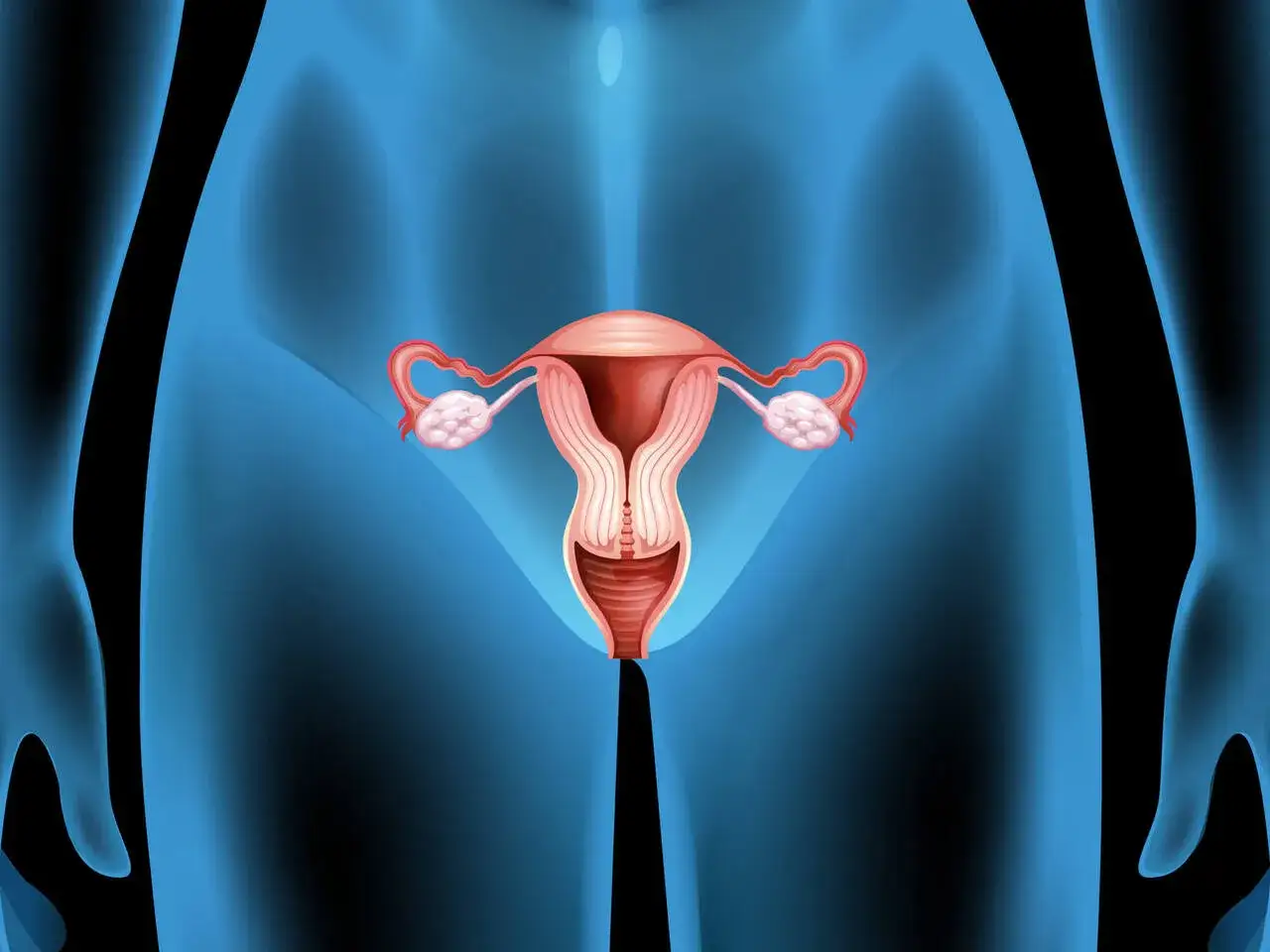Anatomical illustration of female reproductive organs, showing the uterus, fallopian tubes, ovaries, and cervix. The cervix appears slightly dilated, suggesting changes after fertilization.