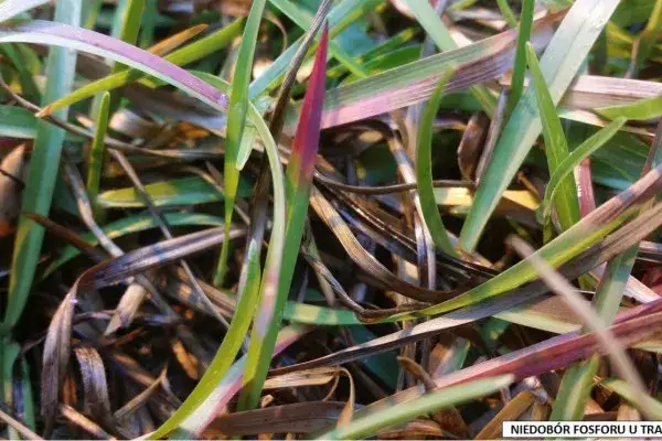 Objawy niedoboru fosforu? Rozpoznaj sygnały SOS organizmu!