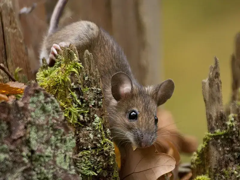 Jak szybko rozmnażają się myszy? Zaskakujące fakty o ich populacji