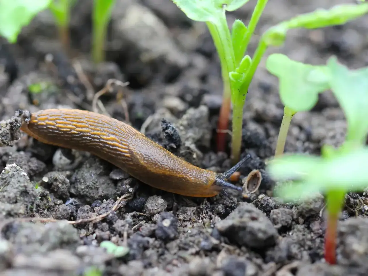Oprysk na ślimaki: chemiczny czy ekologiczny? Pełen poradnik