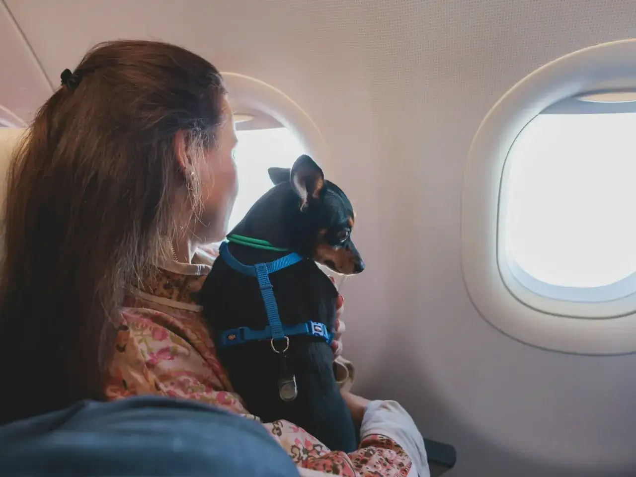 Kobieta z psem w szelkach siedzi przy oknie samolotu. Czy Ryanair przewozi psy? Tak, ten mały podróżnik leci z nią!