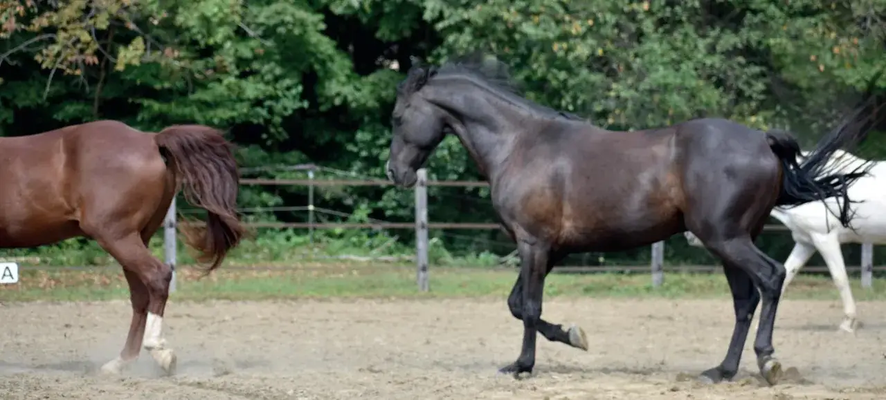 Twój koń Ci ufa? Odkryj sekrety jego mowy ciała i sympatii