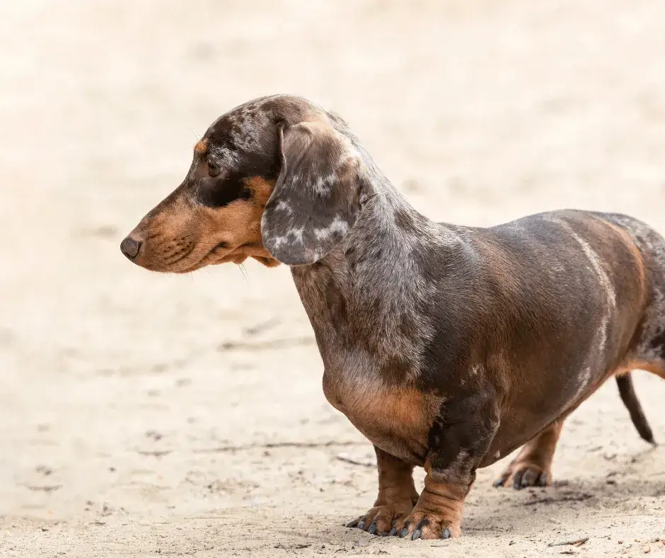 Ile kosztuje jamnik z hodowli? Sprawdź, co wpływa na cenę