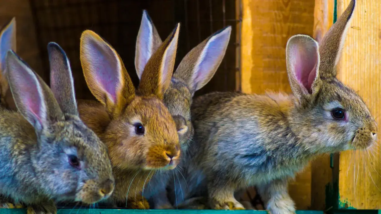 Ile króliki chodzą w ciąży? Odkryj, co wpływa na ten czas