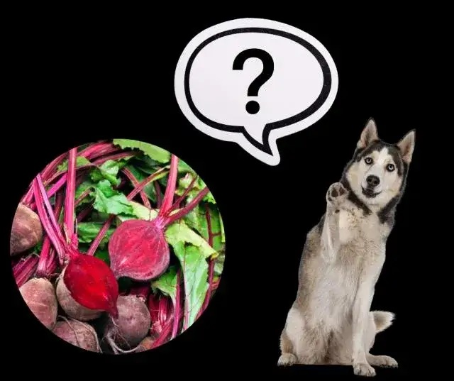Czy pies może jeść buraki? Poznaj najważniejsze zasady bezpiecznego karmienia