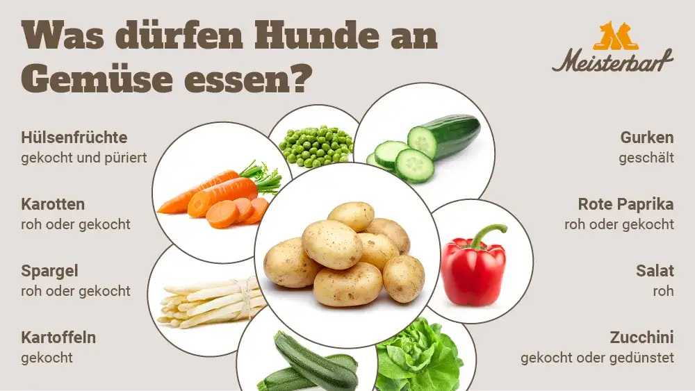 Was essen die Hunde? Die besten gesunden Lebensmittel für deinen Hund