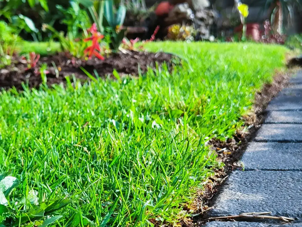 Jaki nawóz na trawnik wiosną? Ekspert radzi, jak unikać błędów