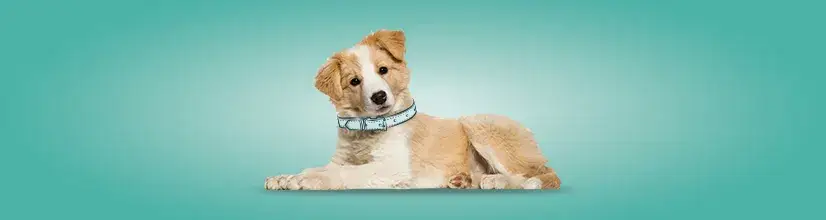 Najlepsze obroże przeciwpchelne dla psa – uniknij nieprzyjemnych problemów