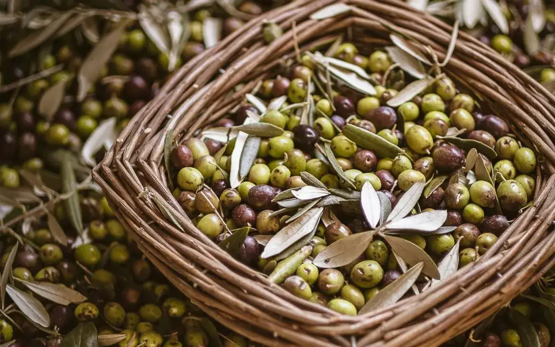 Oliwki to owoc czy warzywo? Odkryj zaskakującą prawdę!