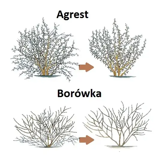 Jak przycinać agrest i kiedy, aby uzyskać obfite plony i zdrowe krzewy